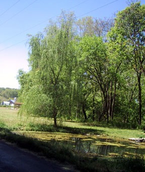 05willow-pond